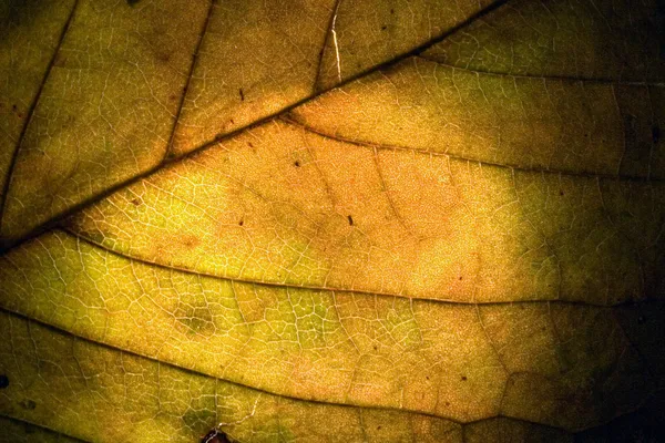 Macro gros plan abstrait d'une feuille verte jaune — Photo