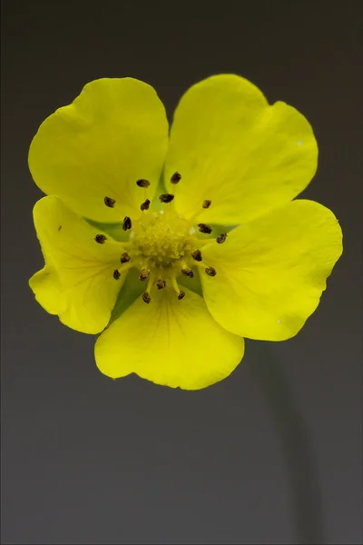 Macro close-up de um amarelo geum urbanum rosacee — Fotografia de Stock