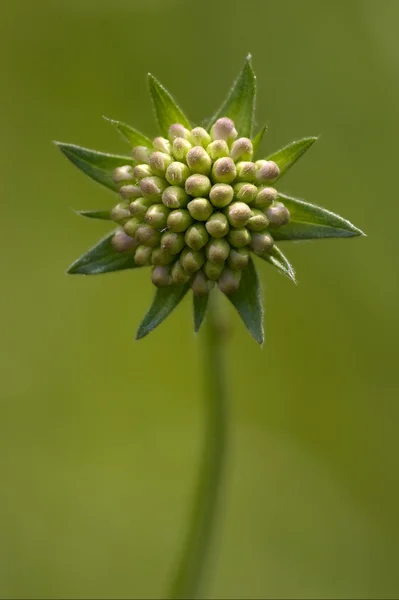 Mpeloprasum commutatum lililiacee fond vert — Photo