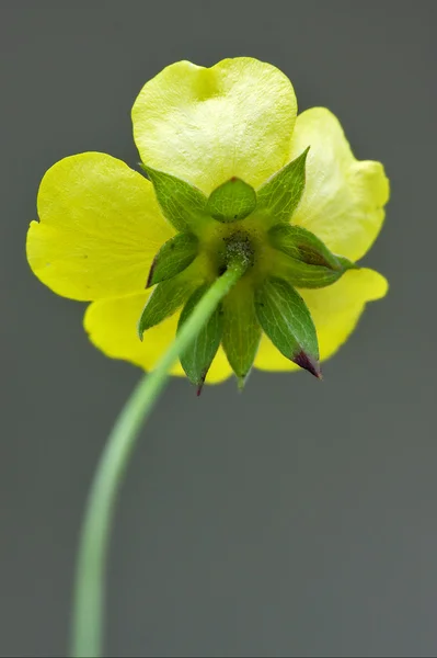 Rear macro close up of a yellow geum urbanum rosacee — Stock Photo, Image