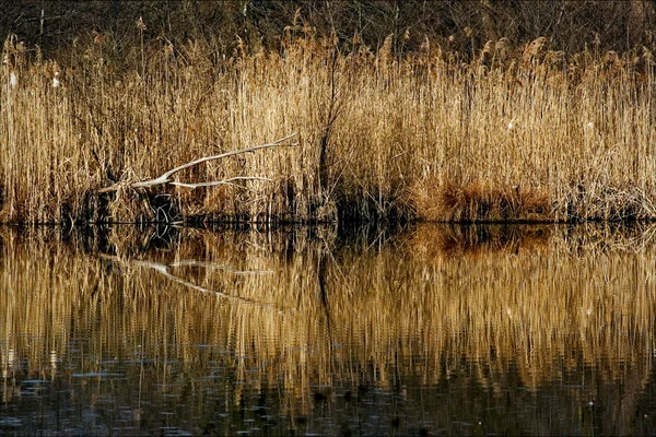 在意大利北部沼泽抽象 — 图库照片