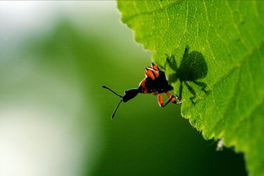 down of wild red carabidae coccinellidae clipart