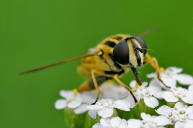 Açık vahşi sinek diptera syrphidae
