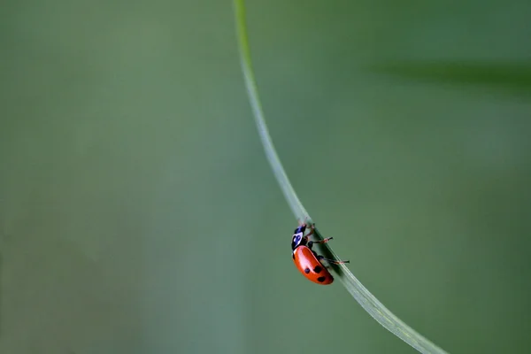 Ladybug coccinhabdae anatis ocellata — стоковое фото