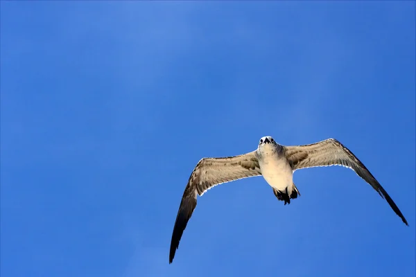 Gaviota volando por el cielo en México playa del carmen — Foto de Stock