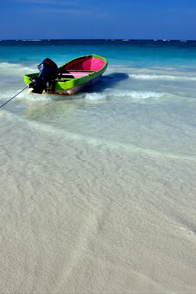 Sea weed in mexico — Stock Photo, Image