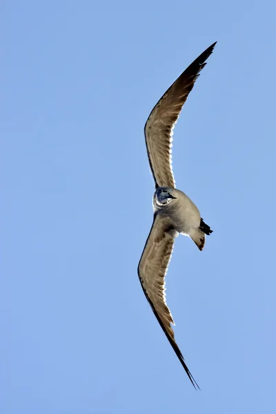 El frente de la gaviota volando — Foto de Stock