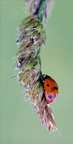 El lado de la mariquita roja silvestre coccinellidae anatis ocellata —  Fotos de Stock