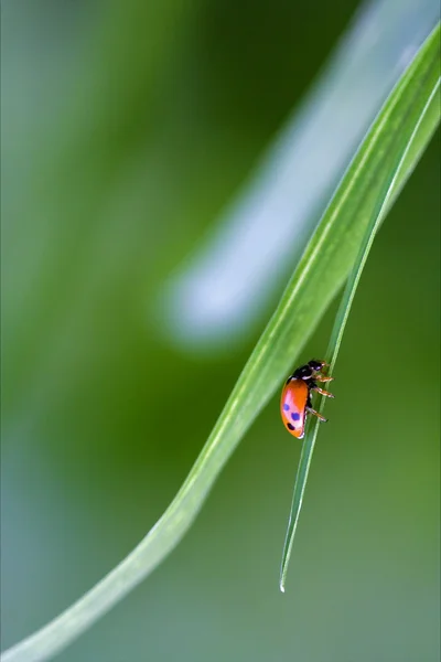 Wild red ladybug coccinellidae anatis ocellata — Stock Photo, Image