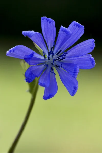 Mavi cichorium intybus — Stok fotoğraf