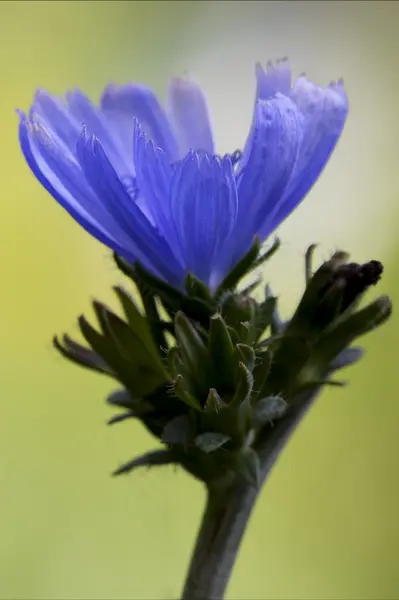 Fechar azul compósito cichorium intybus — Fotografia de Stock