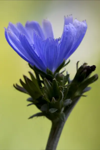 Close blue composite cichorium intybus — Stock Photo, Image