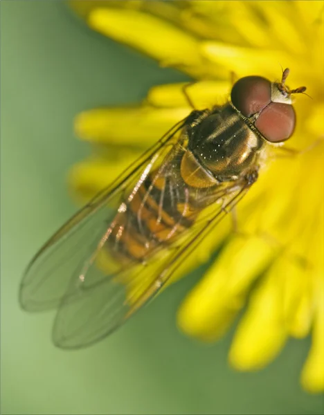 Diptera syrphidae fcella zonaria — стоковое фото