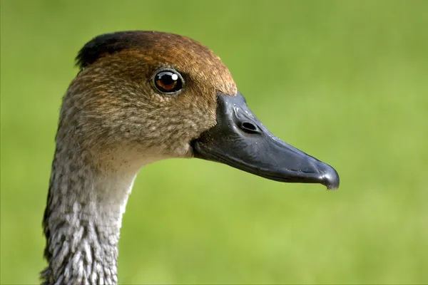 Pato whit olho preto — Fotografia de Stock