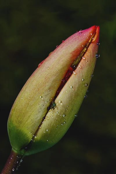 Setigerum hybridum and a fly — Stock Photo, Image