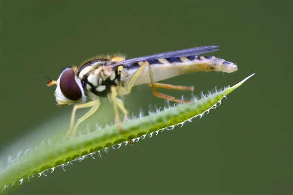 Syrphus ribesii eristalis sobre hoja verde — Foto de Stock