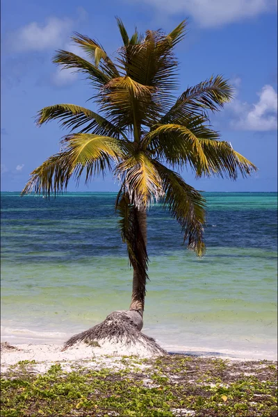 Caraibbien blauwe lagune sian kaan — Stockfoto