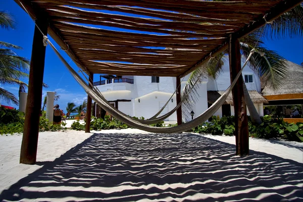 Mexico hammock tree palm peace — Stock Photo, Image