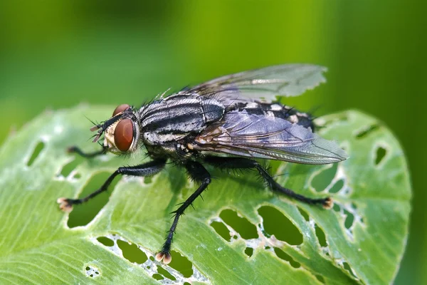 Musca domestica in leaf — Stock Photo, Image