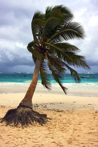 Zee onkruid en kustlijn in mexico playa del carmen — Stockfoto