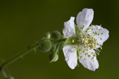 Germanica malus