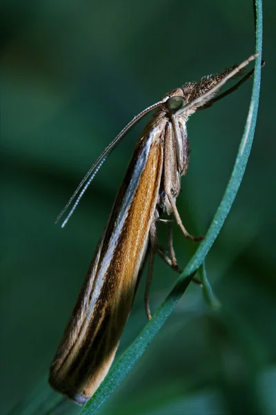 Tricópteros mariposa en un verde —  Fotos de Stock