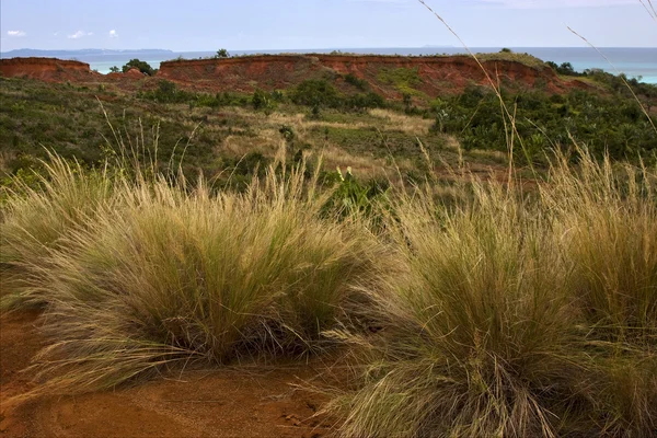 Monte arbusto planta lagoa — Fotografia de Stock