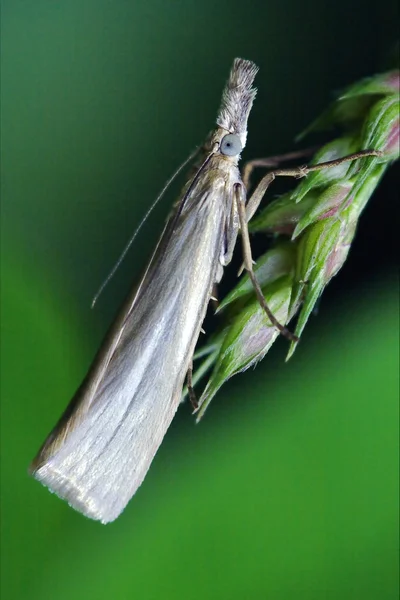 작은 나비 trichoptera 녹색 — 스톡 사진