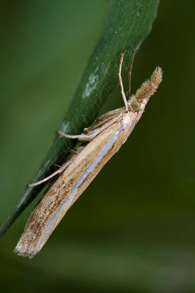 Side of wild brown trichoptera — Stock Photo, Image