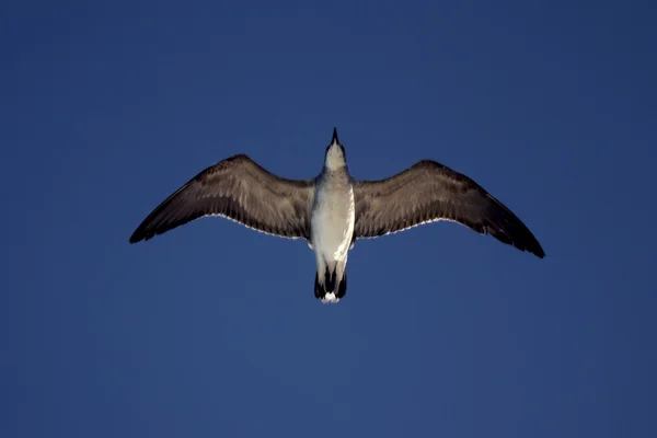 El descenso de la gaviota volando — Foto de Stock