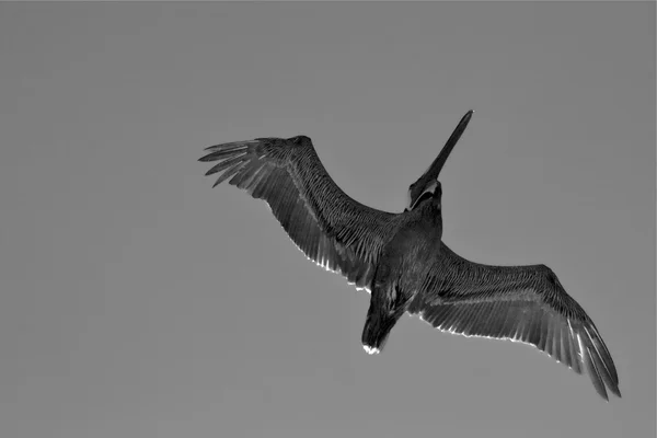 Siyah pelikan uçan Republica içinde — Stok fotoğraf