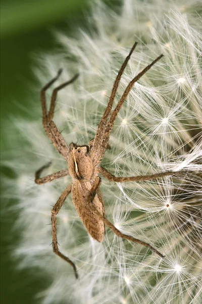 Loxosceles misumena vatia — ストック写真