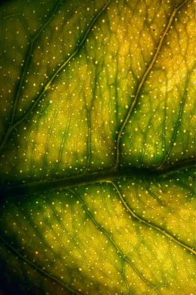 Macro of a green leaf and his veins — Stock Photo, Image