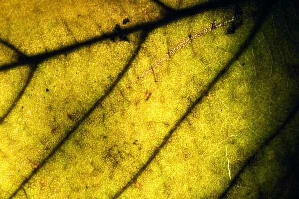 Of a green macro close up — Stock Photo, Image
