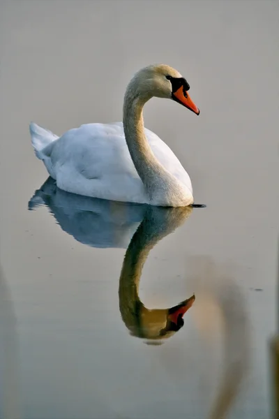 Reflexo de itália cisne branco — Fotografia de Stock