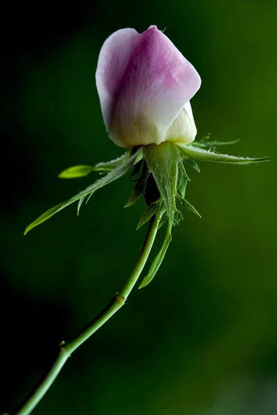 Rosa canina rosacée — Photo