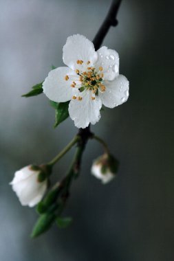 ulmifolius arvensis mespilus germanica