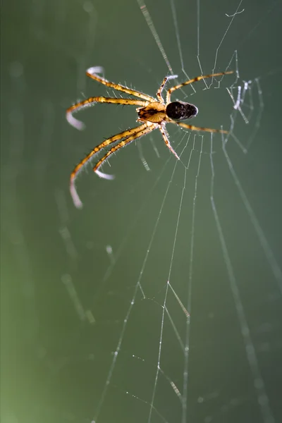 Web pisauridae — Φωτογραφία Αρχείου