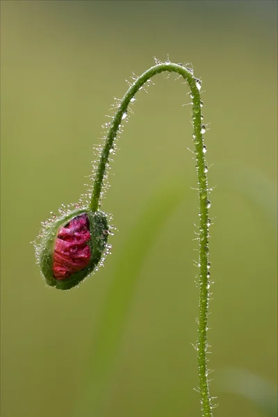 Macro floraison gros plan d'un rose rouge — Photo