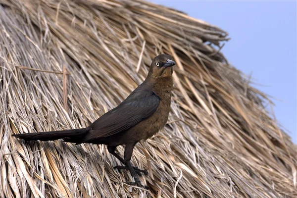 Parrow whit gouden oog in stro mexico — Stockfoto