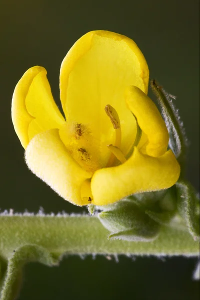 Primula veris primulacee yellow flower — Stock Photo, Image