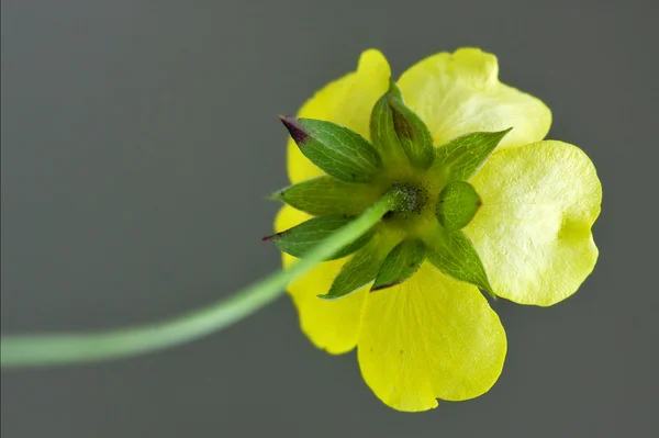 Rear macro close yellow geum — Stock Photo, Image