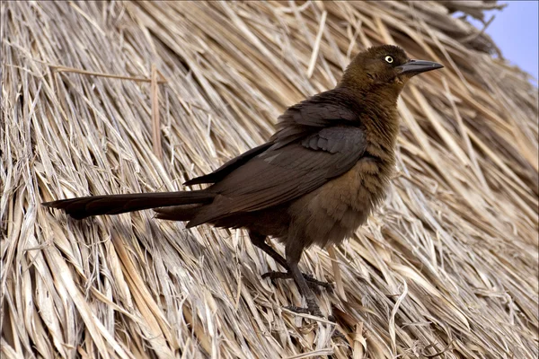 Lato del passero marrone con occhio d'oro — Foto Stock