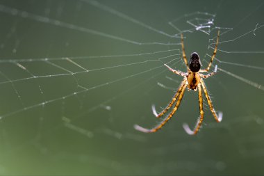 Web pisauridae pisaura