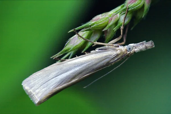 Motýl trichoptera na zelené — Stock fotografie