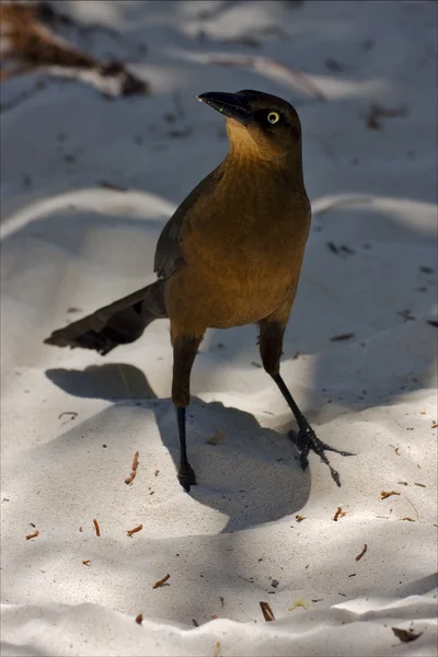 Vorderseite des Sperlings mit goldenem Auge — Stockfoto