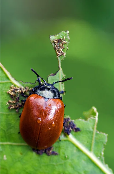 Cercopidos rojos coccinellidae anatis ocellata coleoptera — Foto de Stock