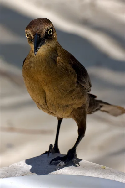 Sparrow in zand mexico — Stockfoto