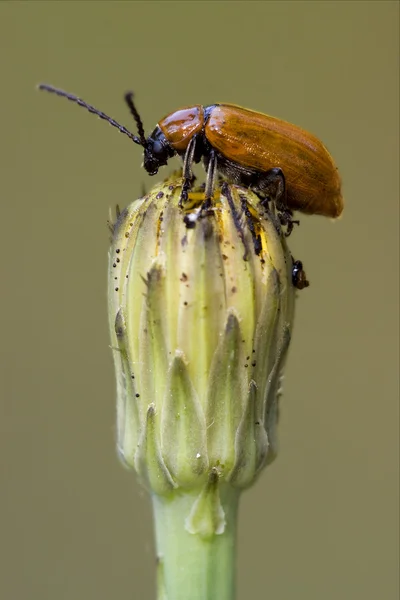侧的野生红瓢虫科 cercopidae — 图库照片