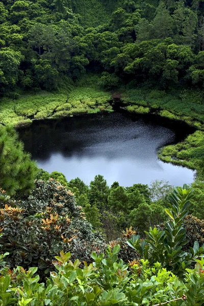 Lago planta de montanha — Fotografia de Stock